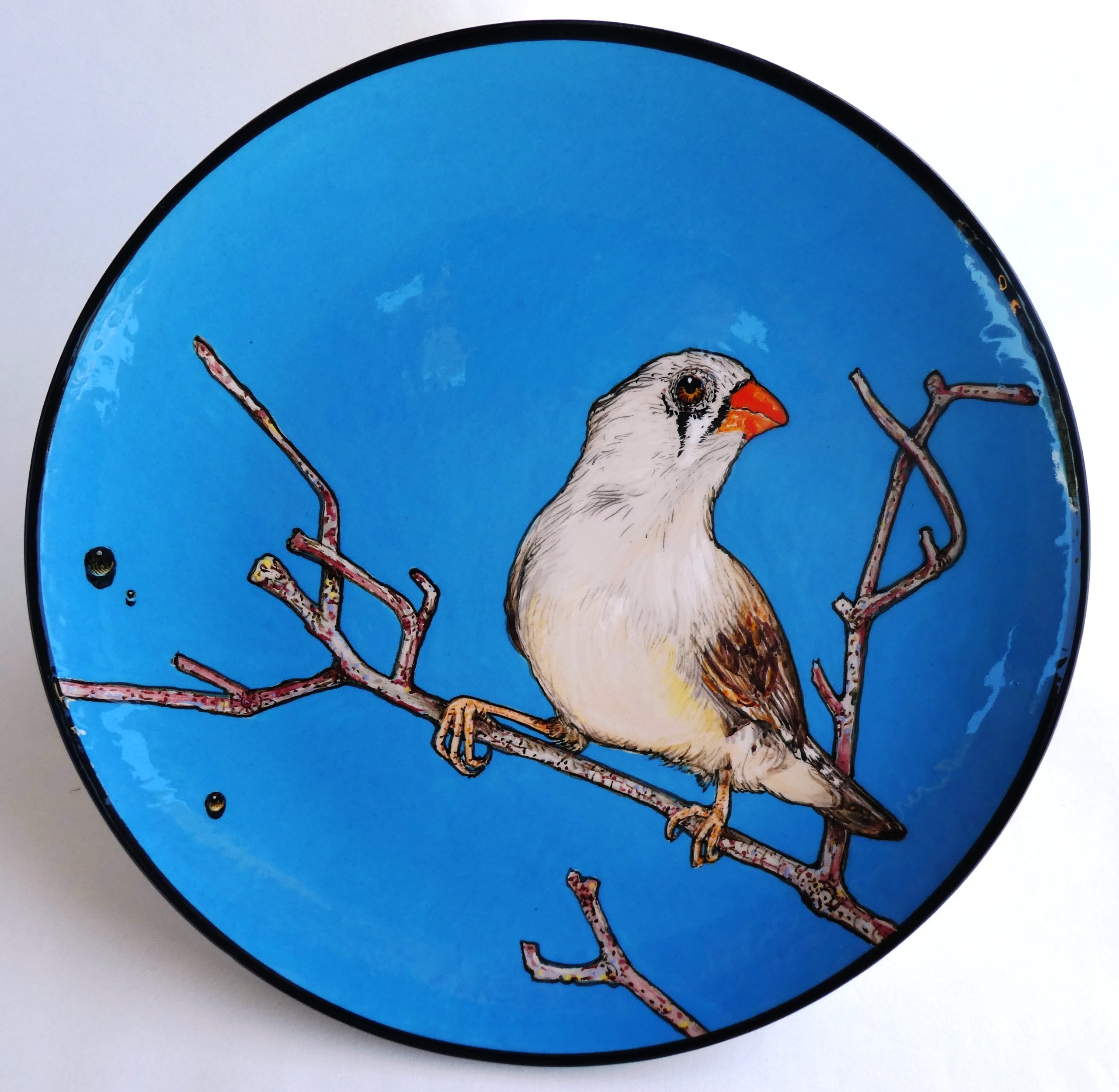 Zebra Finch - BMG Art